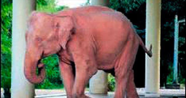 Myanmar’da yeni beyaz fil heyecanı