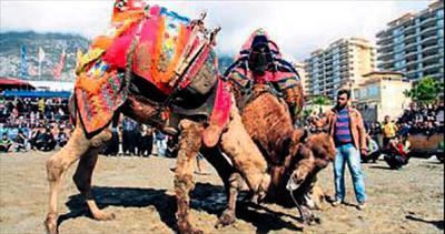 Alanya’da develer festivalde güreşti