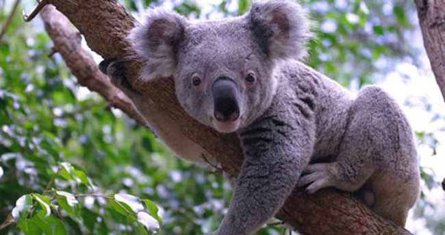 Avustralya'da 686 koala öldürüldü - En Son Haber
