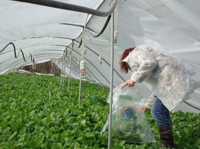 Sebze Ve Meyve Ürünlerinde 2015 Yılı Hasat Öncesi Pestisit Denetimi