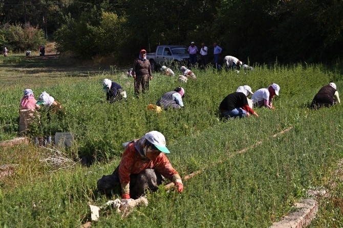 Eskişehir Orman Bölge Müdürlüğü’ne 3 Bin 500 Geçici İşçi Alınacak