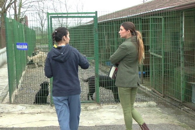 Nilay Dorsa, Düzce’de Hayvan Barınağını Ziyaret Etti