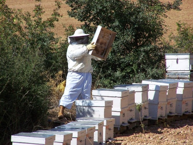 Aydın’da Arı Konaklama Alanları Belirleniyor