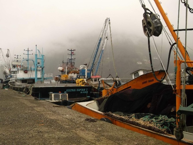 Balıkçılar Giden Hamsinin Ardından Gelen Mezgit İle Güldü