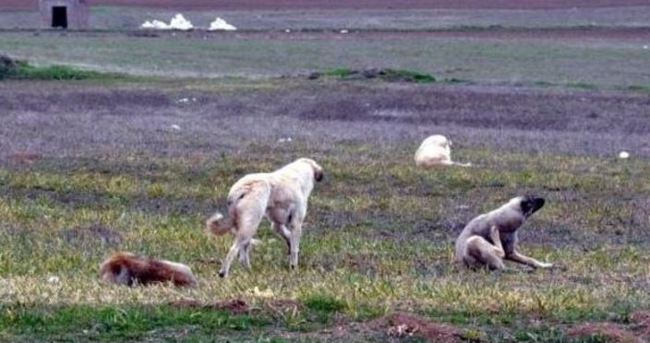 Eskişehir’de köpekler genç kadını parçaladı