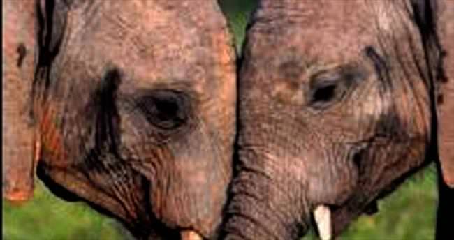 Fillerin aşkı başka olur, el ele göz göze