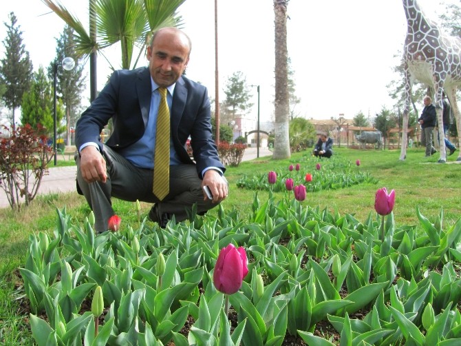 Araban Belediye Başkanı Mehmet Özdemir’in Lale Sevgisi