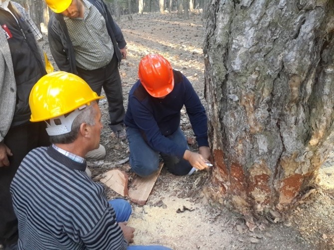 Orman İşçisine Eğitim