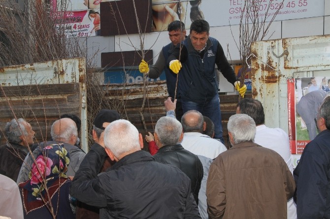 Gaziemir Belediyesi 3 Bin Fidan Dağıttı