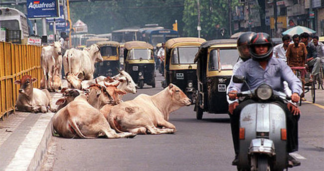 Hindistan’da inek kesenlere 5 yıl hapis cezası