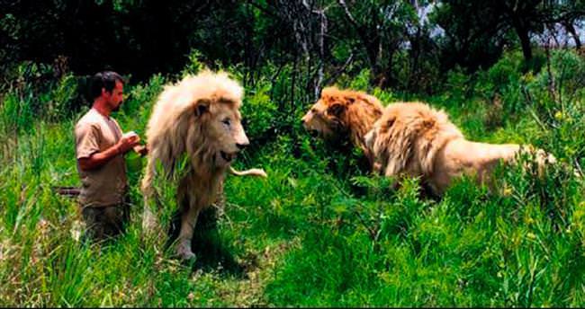 Beyaz ’Aslan’a diş protezi takıldı