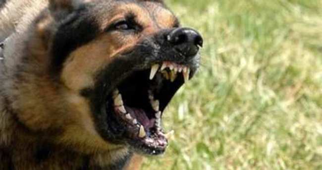 Köpekler yaşlı kadını parçaladı