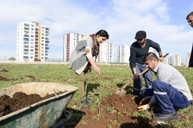 Diyarbakır Büyükşehir Belediyesi Kentin İlk Meyve Bahçesini Oluşturdu