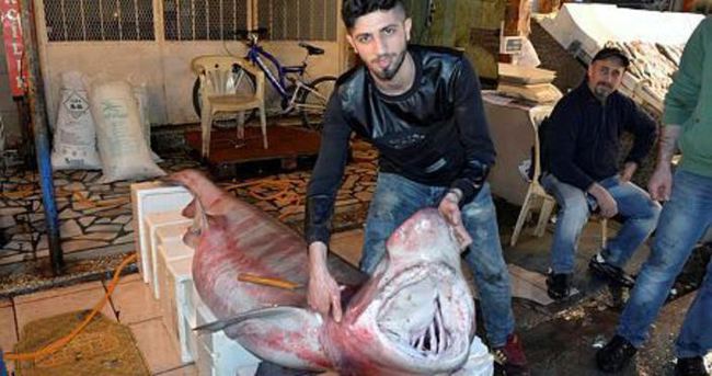 4 metre boyunda köpek balığı yakalandı