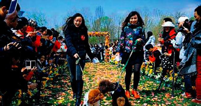 Bu da köpekler için toplu nikâh