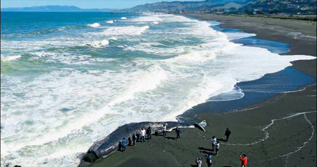 15 metrelik dev karaya vurdu