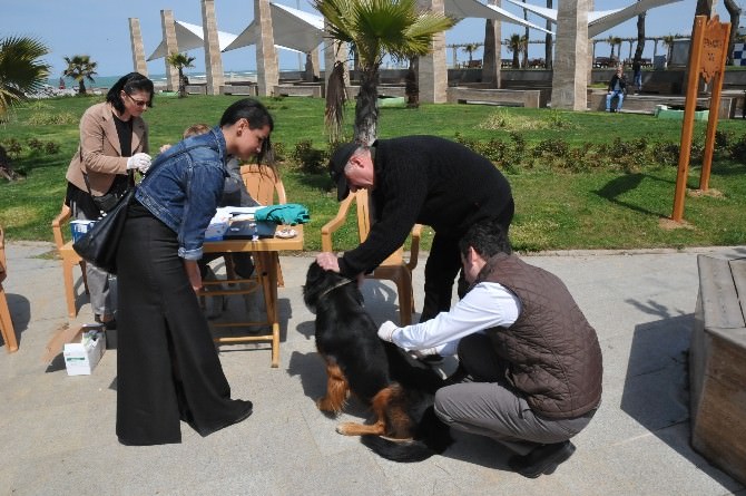 Akçakoca’da Sahipli-sahipsiz Tüm Köpekler Aşılandı