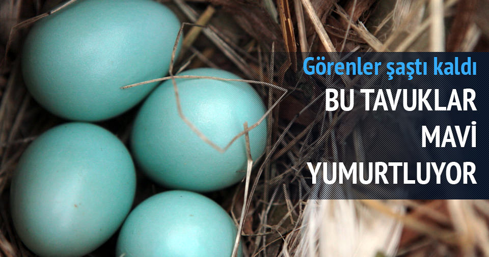 Bu Tavuklar Mavi Yumurta Yumurtluyor Son Dakika Yasam Haberleri Bu Tavuklar Mavi Yumurta Yumurtluyor Son Dakika Yasam Haberleri