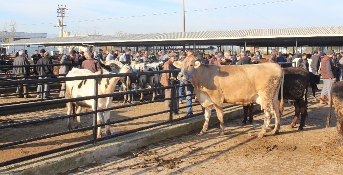 ET Ve Süt Fiyatları Arttı Hayvan Pazarı Hareketlendi