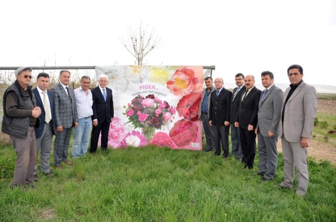 Karaman’da Şakayık Çiçeği Yetiştiriciliği