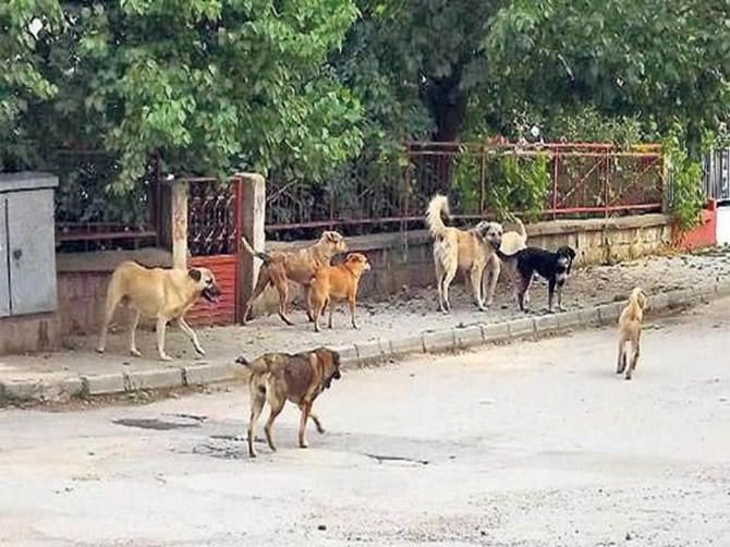 Fatsa’da Sokak Hayvanları Projesi Hayata Geçiyor
