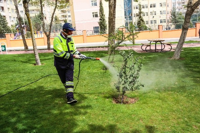 Şehitkamil Belediyesi, Ağaçlarda İlaçlama Çalışması Başlattı