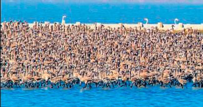 Cennet’e pelikan yuvası kuruluyor