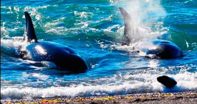 İki katil balina aynı avın peşine düşerse