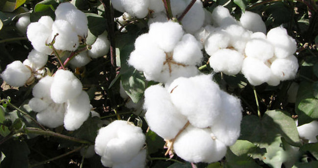 Dünyaca ünlü markalar ’better cotton’ istiyor