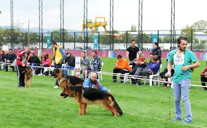 Alman Çoban Köpekleri Nilüfer’de Yarıştı