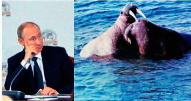 Putin denizaslanlı belgeselden sıkıldı