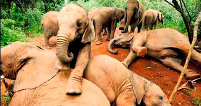 Öksüz filler böyle eğlendi