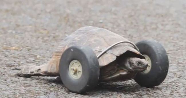 90 yaşındaki kaplumbağaya protez bacak takıldı