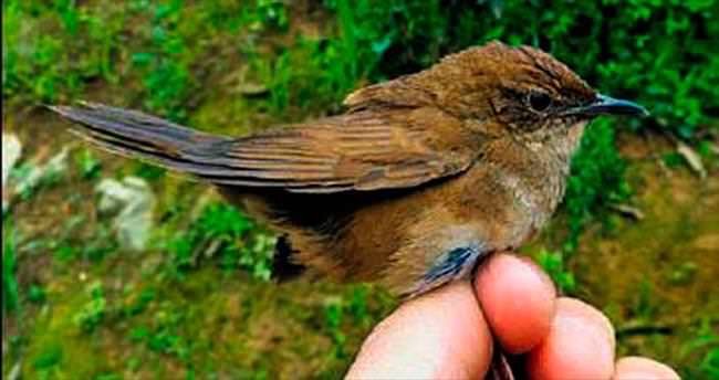 23 sene sonra tekrar keşfedildi