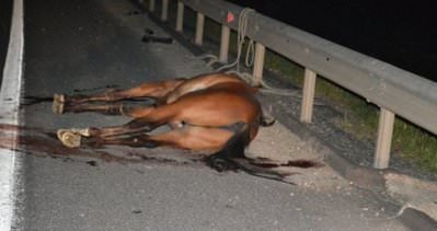 Yaralı at yol kenarında ölüme terkedildi