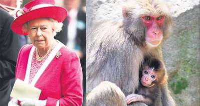 Kraliçe II. Elizabeth, maymunun ismini duyunca çıldırdı