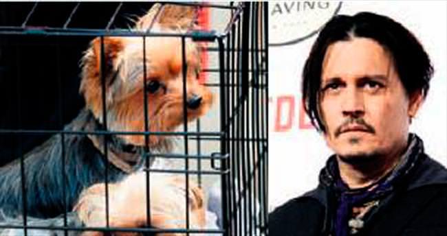 Depp’in köpekleri sınır dışı edildi
