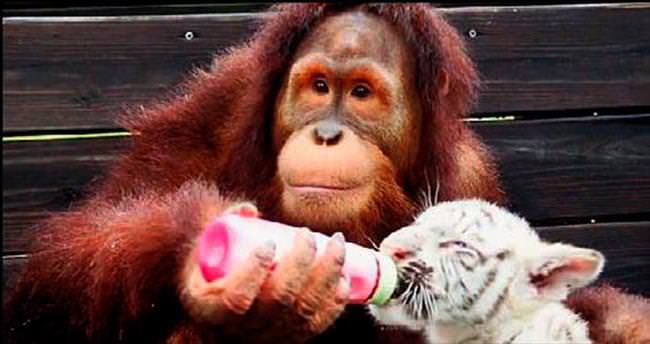 Kaplanlara annelik yapan orangutan