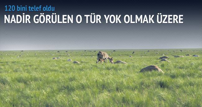 Bakteriler 120 bin antilobu telef etti