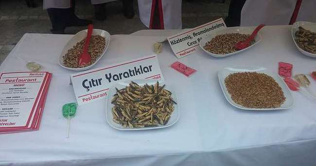 Kadıköy’de böcek stantı açtılar!