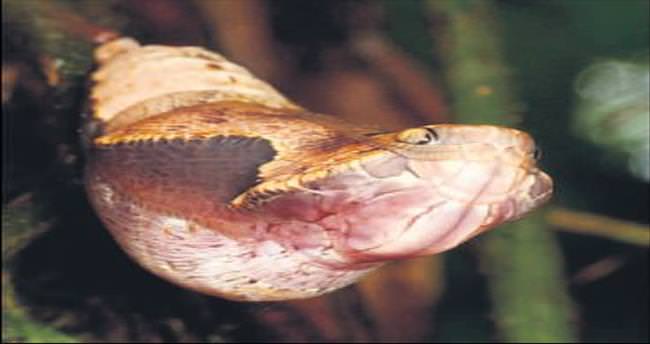 Yılan görünümlü tırtıl kozası