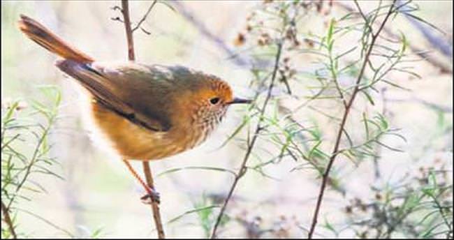 Kartalı sesle şaşırtıp hayatta kalıyorlar