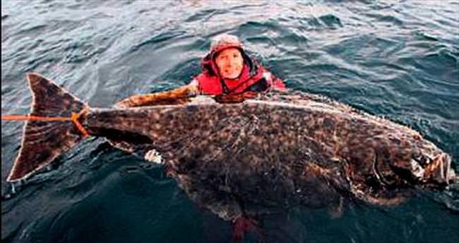 Dev balık tekneye sığmayınca bıraktı
