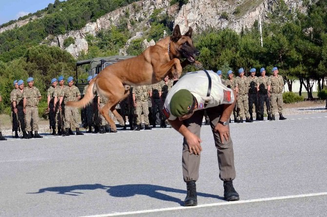 Jandarmanın Akıllı Köpeklerinden Gösteri