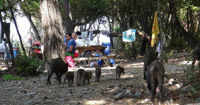 Yaban domuzları piknik alanlarına indi