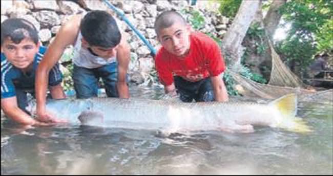 Zap Suyu’nda 60 kilogramlık balık