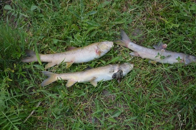 Karasu’da Balık Ölümleri Korkutuyor...