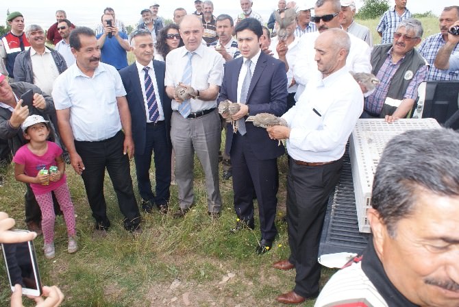 Kırıkkale’de 750 Adet Keklik Doğaya Bırakıldı