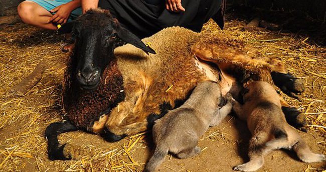Köpek yavrularına koyun annelik yapıyor