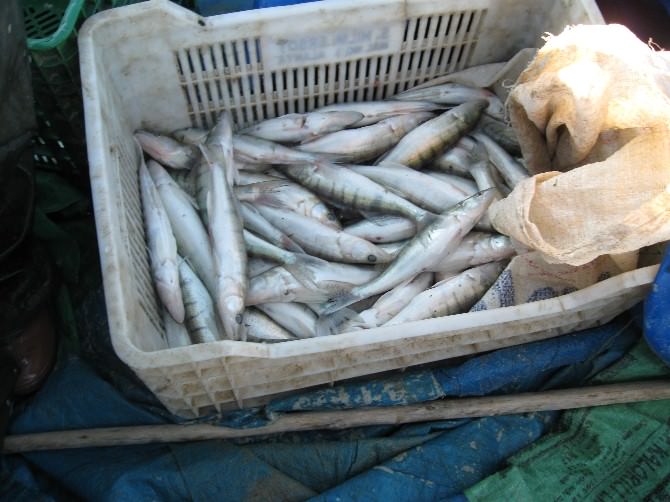 Beyşehir’de Boy Limiti Kuralına Uymayan Balıkçılara Ceza